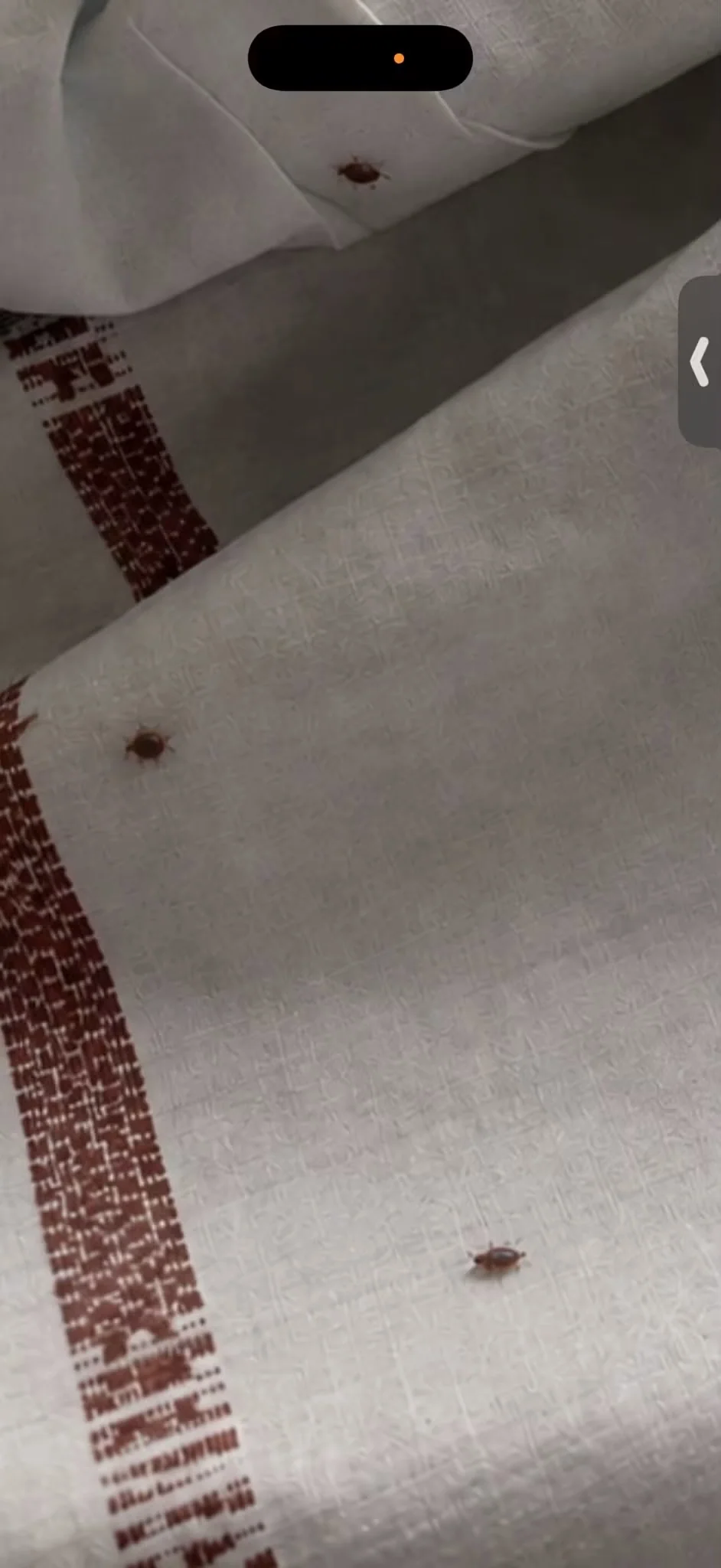 Plusieurs insectes visibles sur du linge blanc, présentés comme des punaises de lit par la mère de l’enfant.